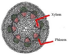 xylem ไซเลม Phloem โฟลเอม