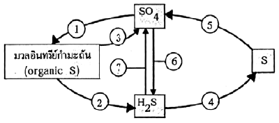 หมายเลขใดเป็นกระบวนการทำงานของแบคทีเรียพวก Thiobacillus