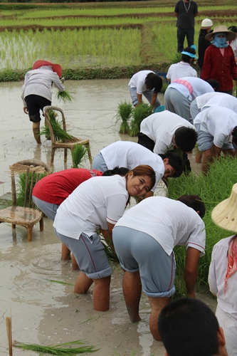 ไปดำนา  อาชีพของคนไทย