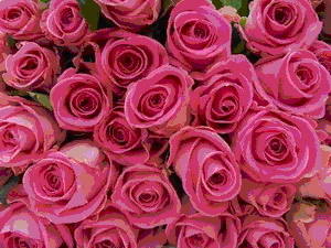 สวนดอกกุหลาบ