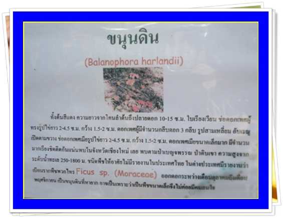 @@@ขนุนดิน@@@