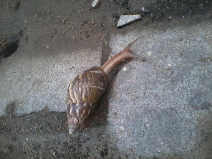 หอยทาก