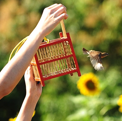bird