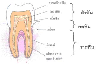 ระบบย่อยอาหาร | สาระ ความรู้ ข่าวสาร ความบันเทิง ของชาวมัธยมศึกษา และประถมศึกษา : Knowledge for Thai Student | ThaiGoodView.com ระบบย่อยอาหาร | สาระ ความรู้ ข่าวสาร ความบันเทิง ของชาวมัธยมศึกษา และประถมศึกษา : Knowledge For Thai Student | Thaigoodview.Com