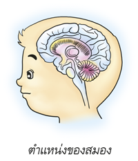 ตำแหน่งของสมอง