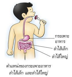 ตำแหน่งของกระเพาอาหาร ลำไส้เล็ก และลำไส้ใหญ่