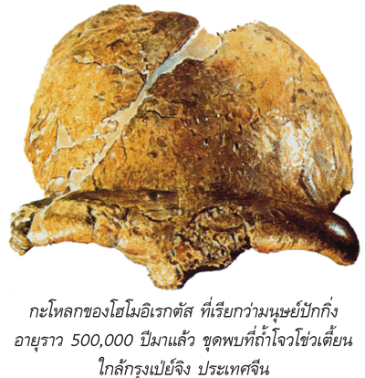 กะโหลกของโฮโมอิเรกตัส ที่เรียกว่ามนุษย์ปักกิ่ง