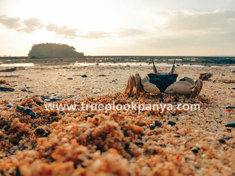 เกาะลิบง ตรัง เกาะลิบง ตรัง