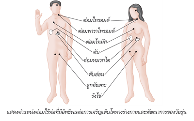 แสดงตำแหน่งต่อมไร้ท่อที่มีอิทธิพลต่อการเจริญเติบโตทางร่างกายและการพัฒนาการของวัยรุ่น