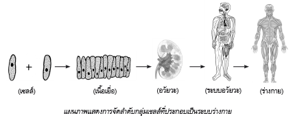 แผนภาพแสดงการจัดลำดับกลุ่มเซลล์ที่ประกอบเป็นระบบร่างกาย