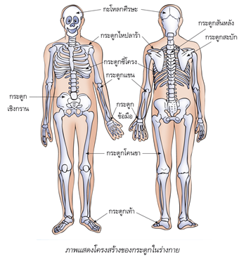 ภาพแสดงโครงสร้างของกระดูกในร่างกาย