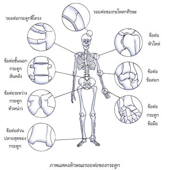 ภาพแสดงลักษณะรอยต่อของกระดูก