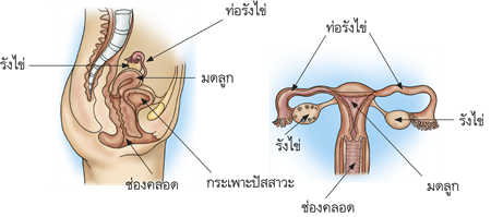 อวัยวะสืบพันธุ์เพศหญิง 