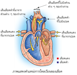 ภาพแสดงตำแหน่งการไหลเวียนของเลือด 