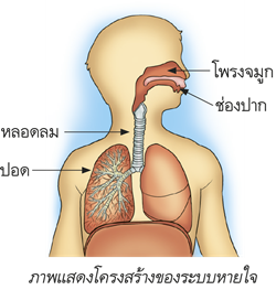 ภาพแสดงโครงสร้างของระบบหายใจ